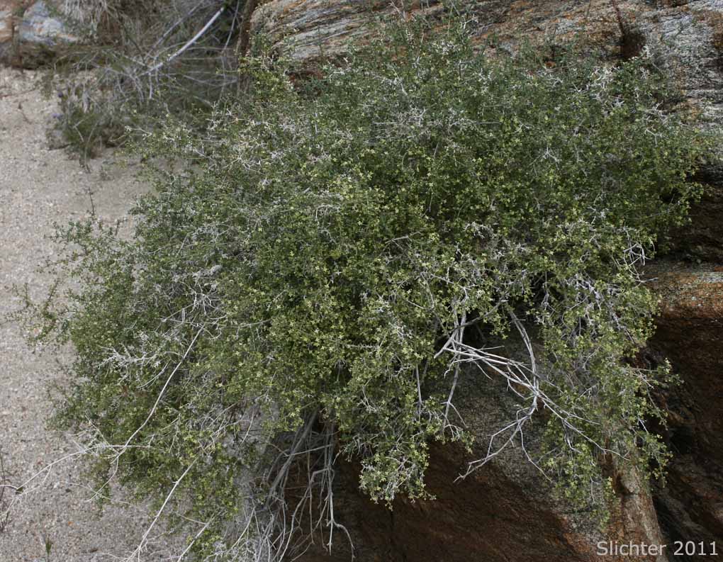 Desert Bedstraw, Starry Bedstraw: Galium stellatum (Synonyms: Galium stellatum ssp. eremicum, Galium stellatum var. eremicum)