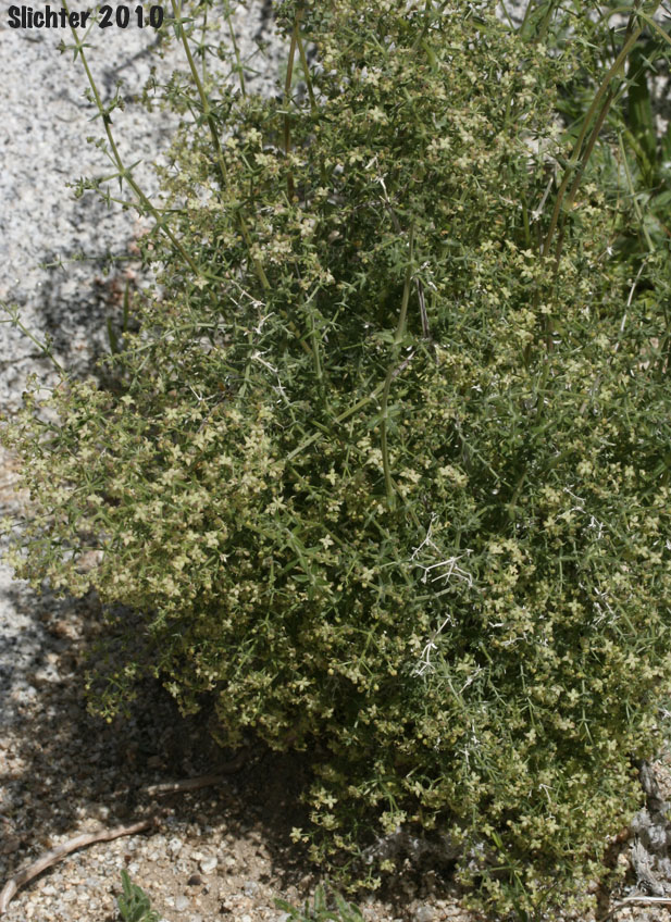 Desert Bedstraw, Starry Bedstraw: Galium stellatum (Synonyms: Galium stellatum ssp. eremicum, Galium stellatum var. eremicum)