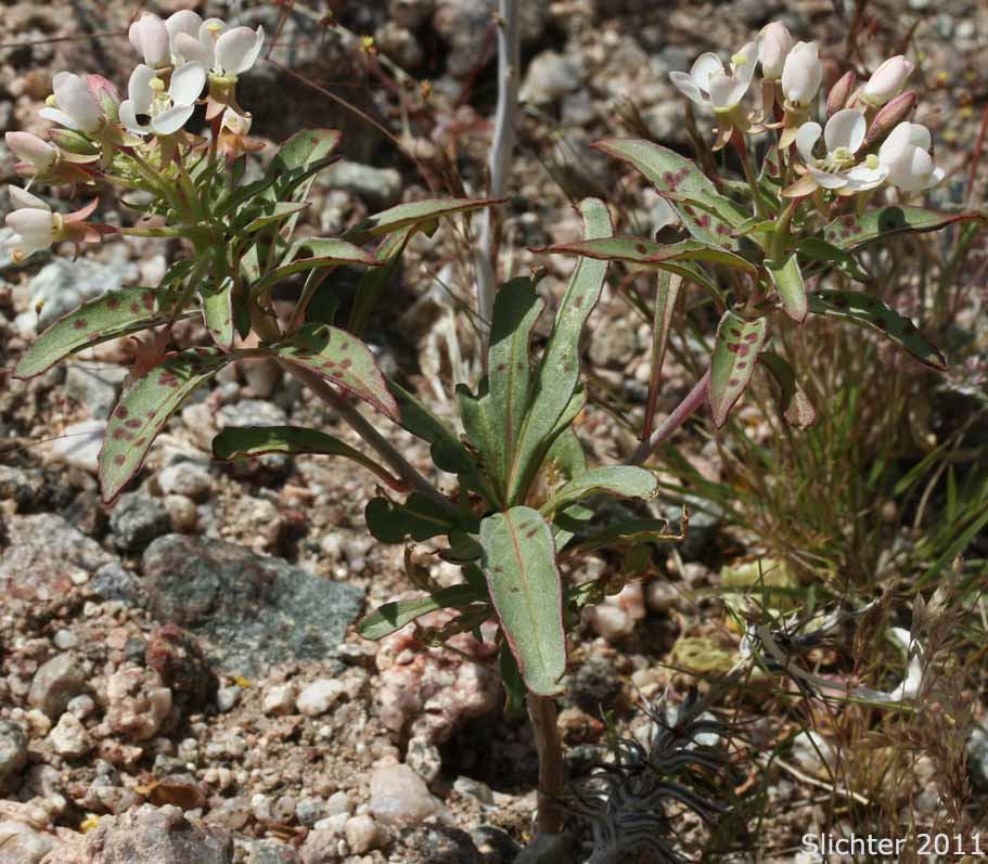 Booth's Sun Cup, Pine Creek Evening Primrose : Eremothera boothii ssp. alyssoides (Synonyms: Camissonia boothii ssp. alyssoides, Oenothera alyssoides)