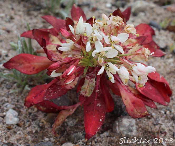 Booth's Sun Cup, Pine Creek Evening Primrose : Eremothera boothii ssp. alyssoides (Synonyms: Camissonia boothii ssp. alyssoides, Oenothera alyssoides)