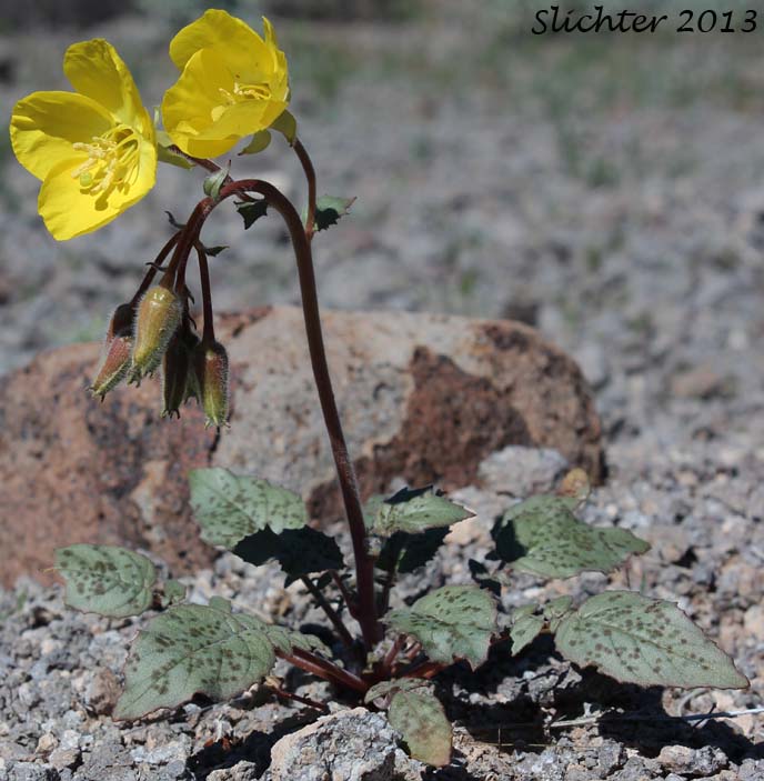 Yellow Cups: Chylismia brevipes ssp. arizonica (Synonyms: Camissonia brevipes ssp. arizonica, Oenothera brevipes ssp. arizonica)