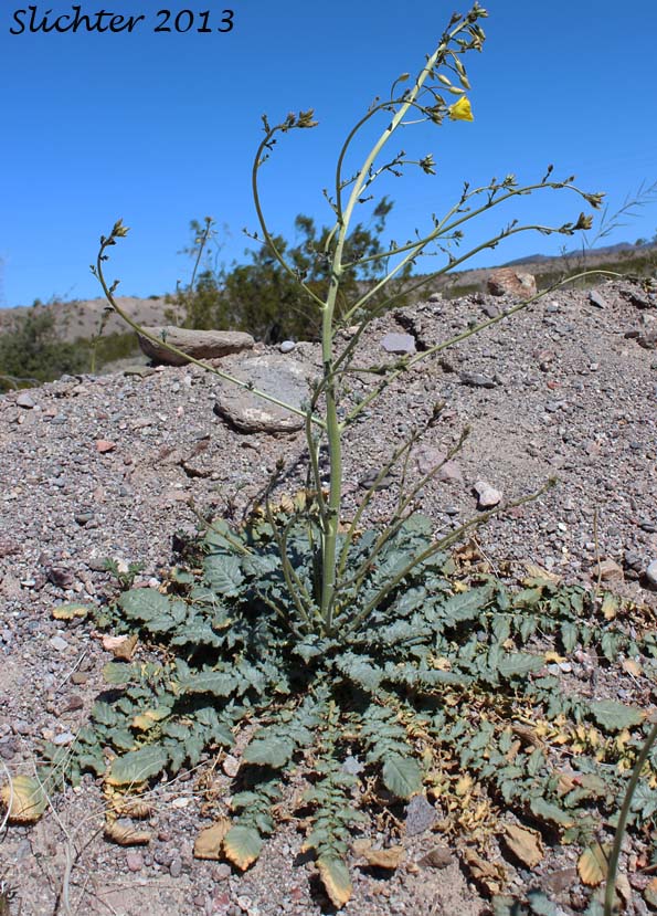 Yellow Cups: Chylismia brevipes ssp. brevipes (Synonyms: Camissonia brevipes ssp. brevipes, Oenothera brevipes ssp. brevipes)