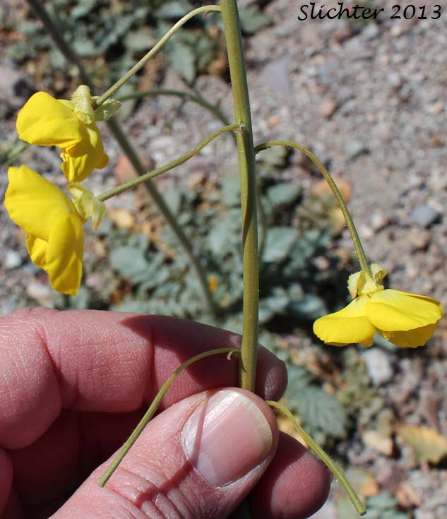 Inflorescence of Yellow Cups: Chylismia brevipes ssp. brevipes (Synonyms: Camissonia brevipes ssp. brevipes, Oenothera brevipes ssp. brevipes)