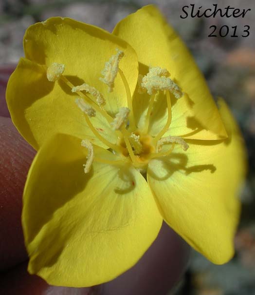 Flower of Yellow Cups: Chylismia brevipes ssp. brevipes (Synonyms: Camissonia brevipes ssp. brevipes, Oenothera brevipes ssp. brevipes)