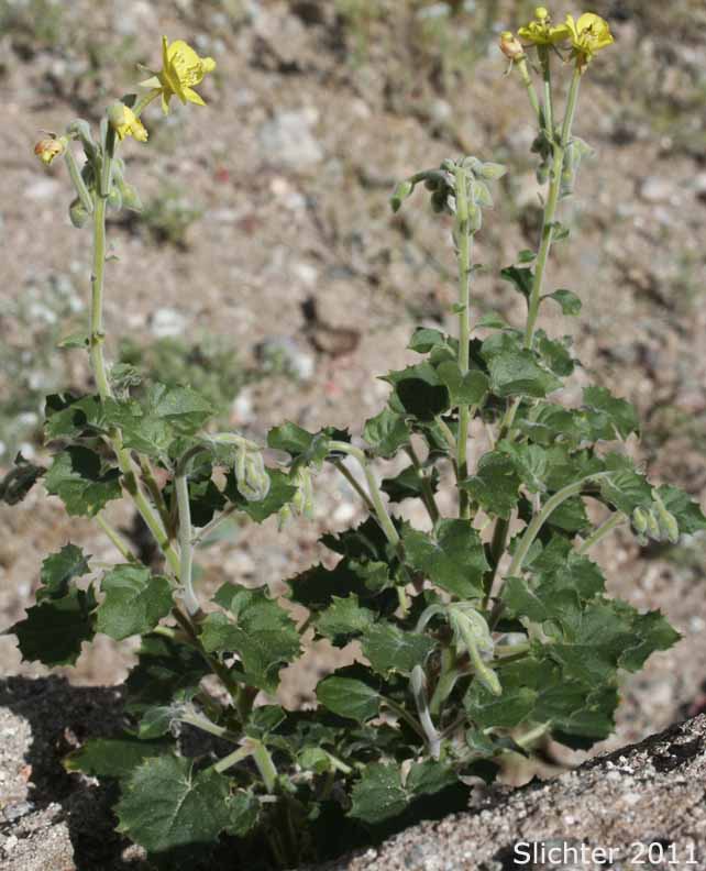 Heartleaf Suncup: Chylismia cardiophylla ssp. cardiophylla (Synonyms: Oenothera cardiophylla, Oenothera cardiophylla var. typica)
