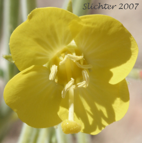 Heartleaf Suncup: Chylismia cardiophylla ssp. cardiophylla (Synonyms: Oenothera cardiophylla, Oenothera cardiophylla var. typica)