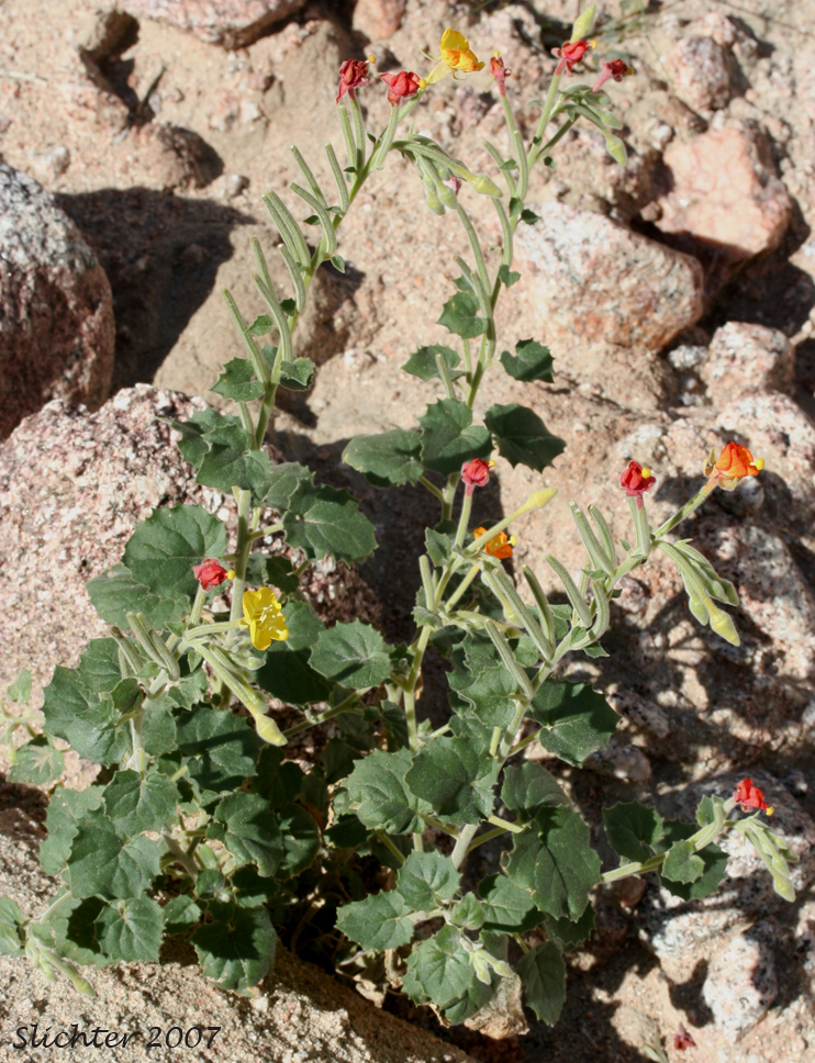Heartleaf Suncup: Chylismia cardiophylla ssp. cardiophylla (Synonyms: Oenothera cardiophylla, Oenothera cardiophylla var. typica)