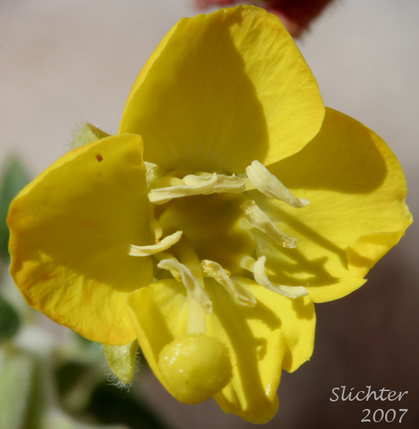 Heartleaf Suncup: Chylismia cardiophylla ssp. cardiophylla (Synonyms: Oenothera cardiophylla, Oenothera cardiophylla var. typica)