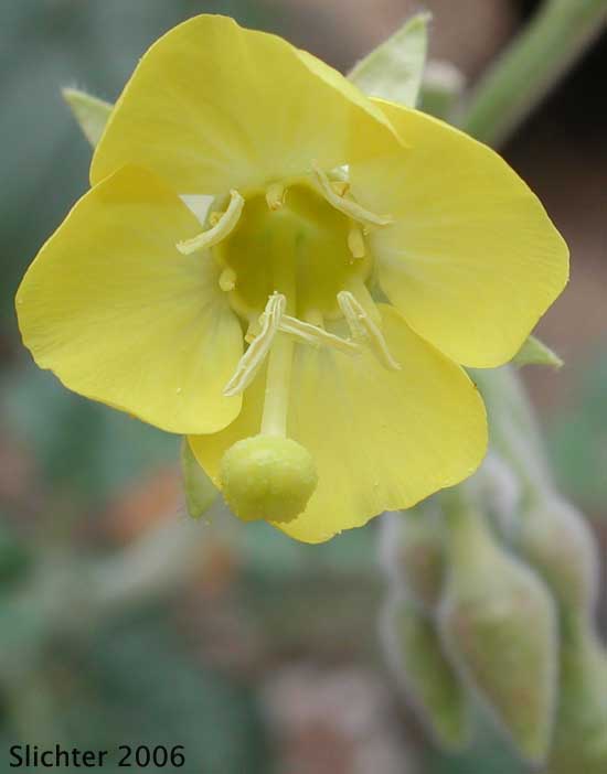 Heartleaf Suncup: Chylismia cardiophylla ssp. cardiophylla (Synonyms: Oenothera cardiophylla, Oenothera cardiophylla var. typica)