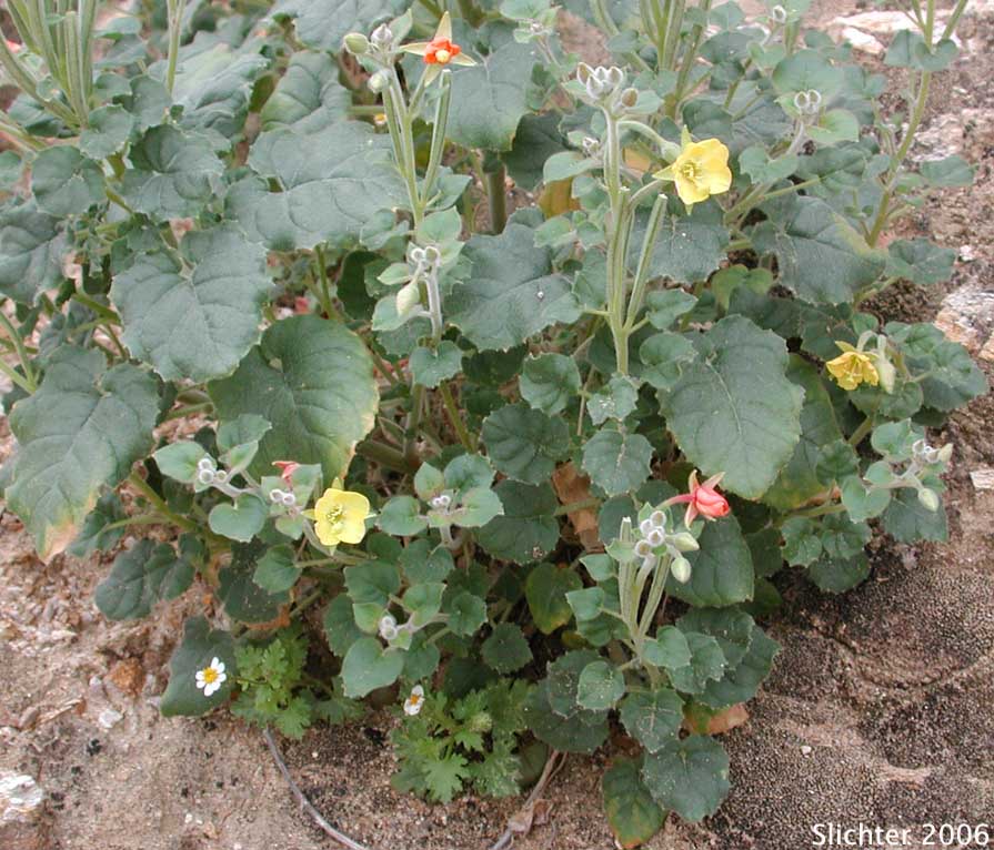 Heartleaf Suncup: Chylismia cardiophylla ssp. cardiophylla (Synonyms: Oenothera cardiophylla, Oenothera cardiophylla var. typica)