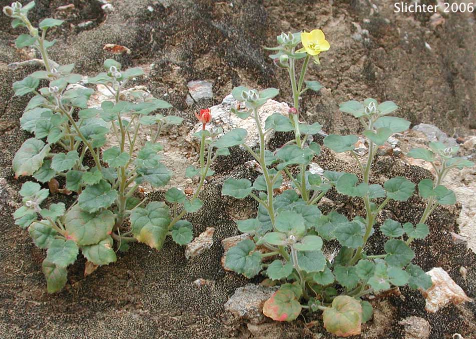 Heartleaf Suncup: Chylismia cardiophylla ssp. cardiophylla (Synonyms: Oenothera cardiophylla, Oenothera cardiophylla var. typica)