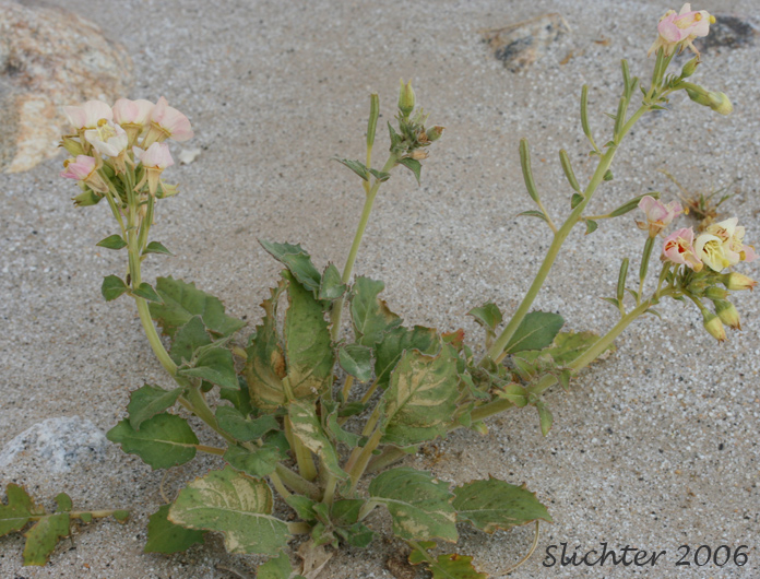 Browneyes: Chylismia claviformis ssp. claviformis (Synonyms: Camissonia claviformis, Oenothera claviformis)