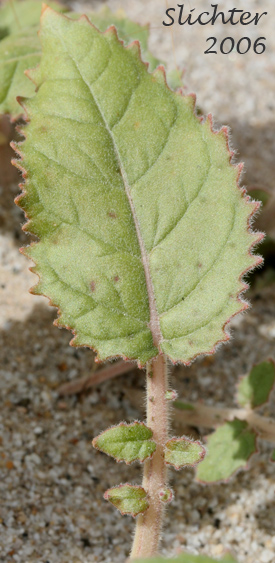 Browneyes: Chylismia claviformis ssp. claviformis (Synonyms: Camissonia claviformis, Oenothera claviformis)