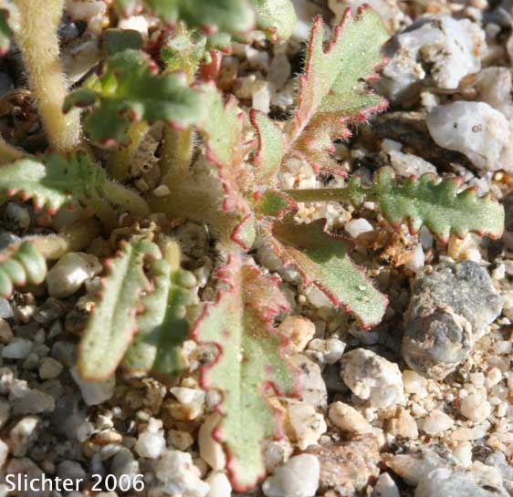 Browneyes: Chylismia claviformis ssp. claviformis (Synonyms: Camissonia claviformis, Oenothera claviformis)
