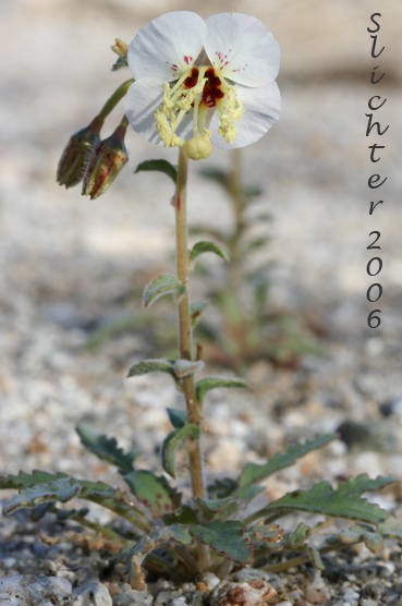 Browneyes: Chylismia claviformis ssp. claviformis (Synonyms: Camissonia claviformis, Oenothera claviformis)
