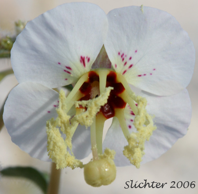 Browneyes: Chylismia claviformis ssp. claviformis (Synonyms: Camissonia claviformis, Oenothera claviformis)
