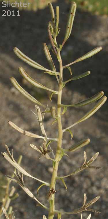 Maturing fruits of Browneyes: Chylismia claviformis ssp. claviformis (Synonyms: Camissonia claviformis, Oenothera claviformis)