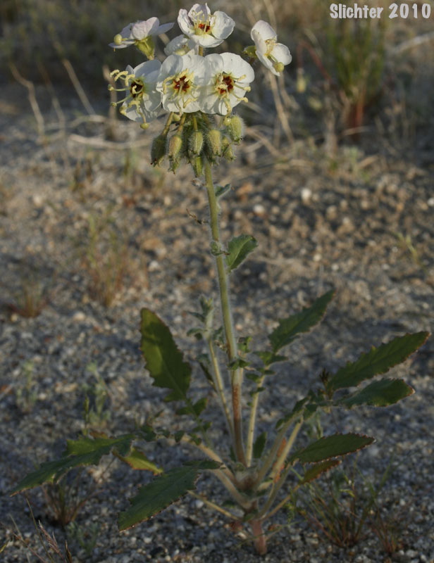 Peirson's Clavate-fruited Primrose: Chylismia claviformis ssp. peirsonii (Synonyms: Camissonia claviformis, Camissonia claviformis ssp. peirsonii, Oenothera claviformis, Oenothera claviformis ssp. peirsonii)