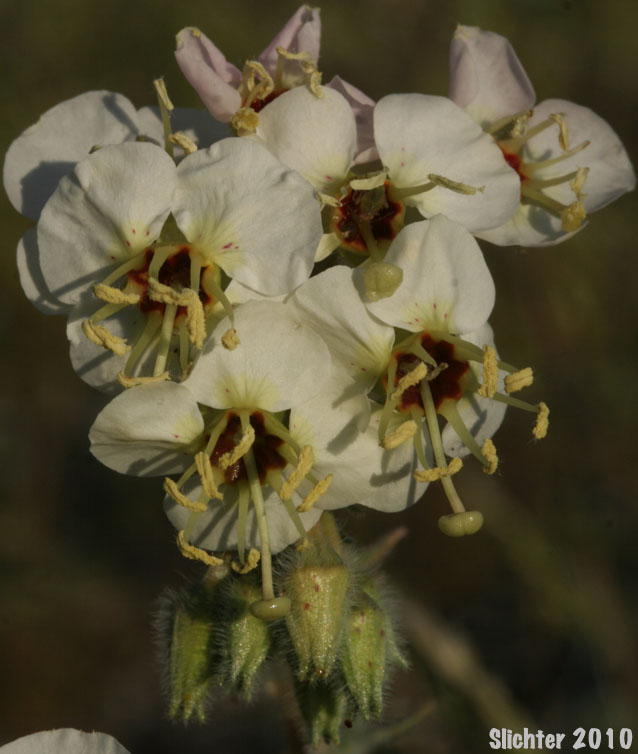 Peirson's Clavate-fruited Primrose: Chylismia claviformis ssp. peirsonii (Synonyms: Camissonia claviformis, Camissonia claviformis ssp. peirsonii, Oenothera claviformis, Oenothera claviformis ssp. peirsonii)
