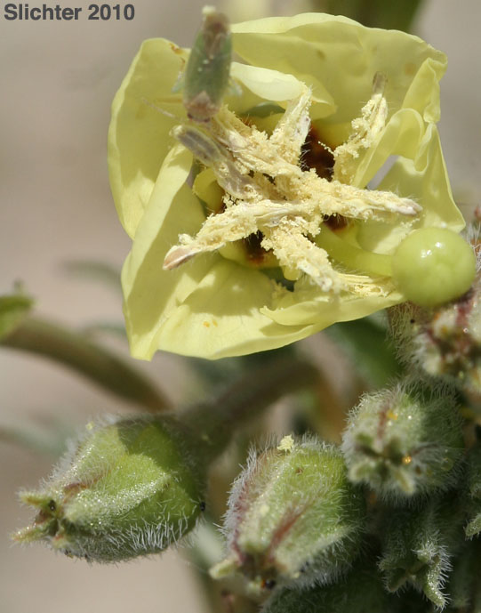 Peirson's Clavate-fruited Primrose: Chylismia claviformis ssp. peirsonii (Synonyms: Camissonia claviformis, Camissonia claviformis ssp. peirsonii, Oenothera claviformis, Oenothera claviformis ssp. peirsonii)