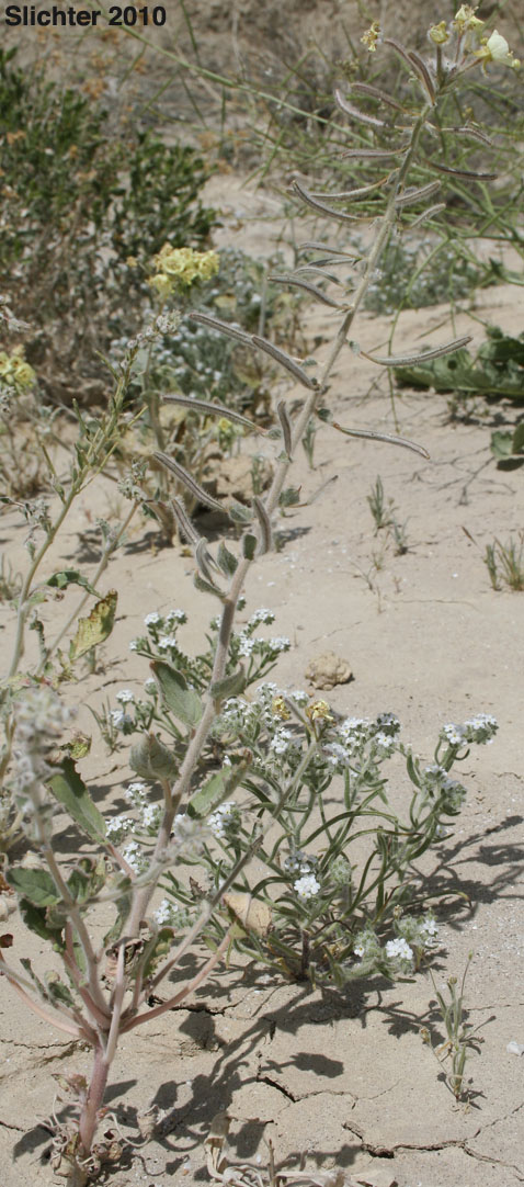Peirson's Clavate-fruited Primrose: Chylismia claviformis ssp. peirsonii (Synonyms: Camissonia claviformis, Camissonia claviformis ssp. peirsonii, Oenothera claviformis, Oenothera claviformis ssp. peirsonii)