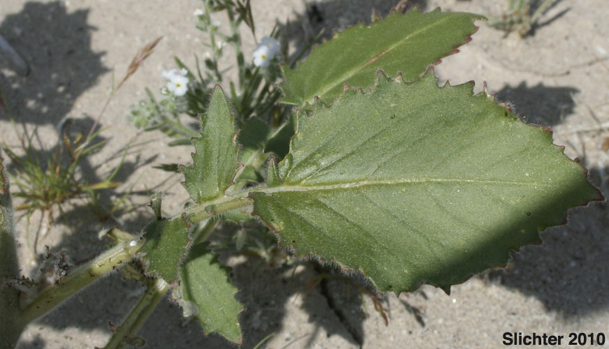 Peirson's Clavate-fruited Primrose: Chylismia claviformis ssp. peirsonii (Synonyms: Camissonia claviformis, Camissonia claviformis ssp. peirsonii, Oenothera claviformis, Oenothera claviformis ssp. peirsonii)