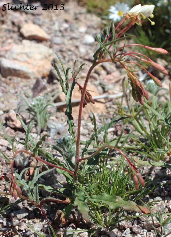Narrow-leaved Primrose: Eremothera refracta (Synonyms: Camissonia refracta, Oenothera deserti, Oenothera refracta)