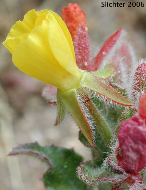 Hairy Sun Cup: Camissoniopsis hirtella (Synonyms: Camissonia hirtella, Oenothera hirtella, Oenothera micrantha var. jonesii)
