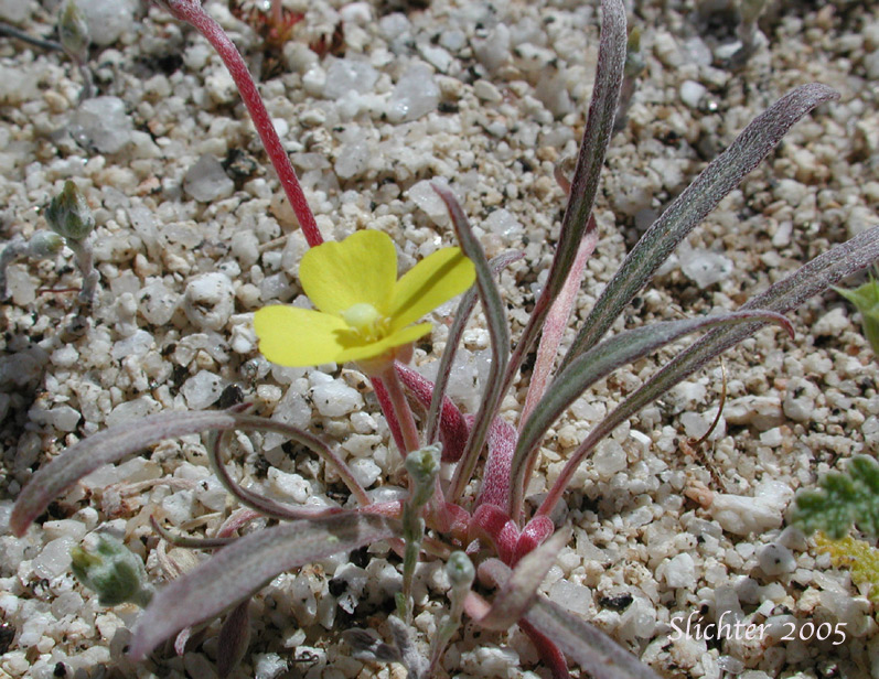 Pale Sun Cup: Camissoniopsis pallida ssp. pallida (Synonyms: Camissonia pallida subsp. pallida; Oenothera abramsii)