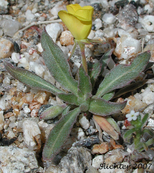 Pale Sun Cup: Camissoniopsis pallida ssp. pallida (Synonyms: Camissonia pallida subsp. pallida; Oenothera abramsii)