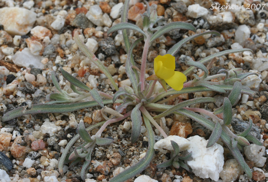 Pale Sun Cup: Camissoniopsis pallida ssp. pallida (Synonyms: Camissonia pallida subsp. pallida; Oenothera abramsii)