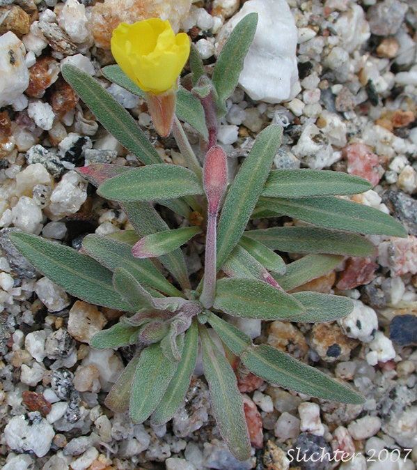 Pale Sun Cup: Camissoniopsis pallida ssp. pallida (Synonyms: Camissonia pallida subsp. pallida; Oenothera abramsii)