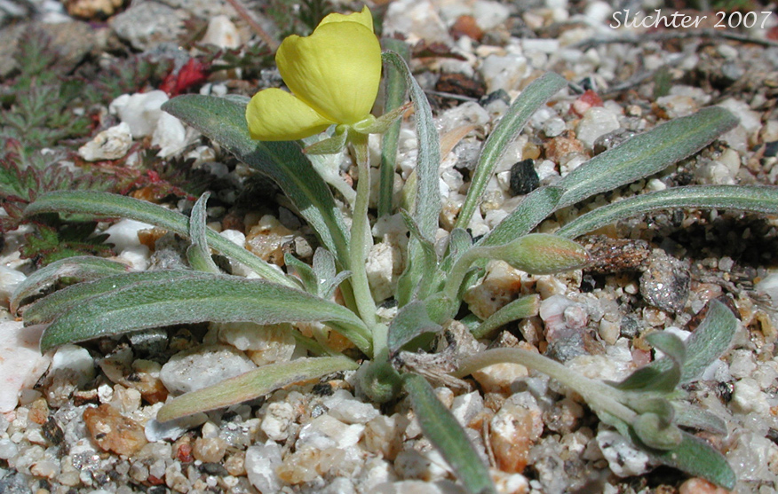 Pale Sun Cup: Camissoniopsis pallida ssp. pallida (Synonyms: Camissonia pallida subsp. pallida; Oenothera abramsii)