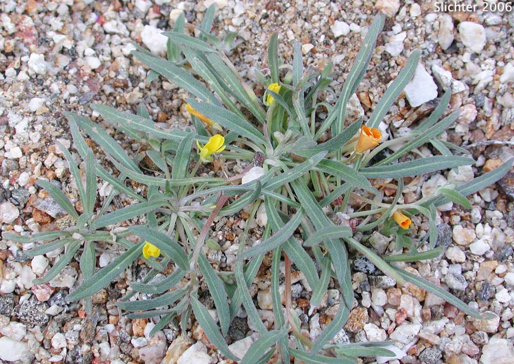 Pale Sun Cup: Camissoniopsis pallida ssp. pallida (Synonyms: Camissonia pallida subsp. pallida; Oenothera abramsii)