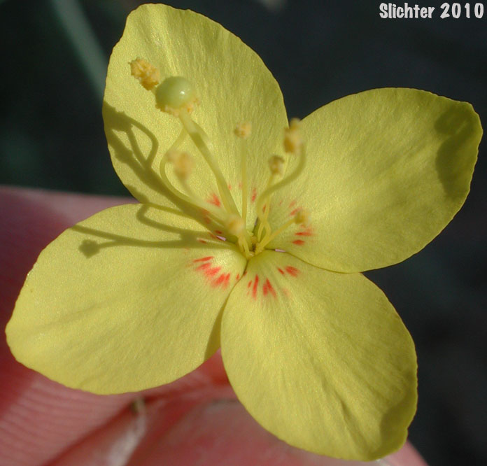 California Primrose, California Suncup: Eulobus californicus (Synonyms: Camissonia californica, Oenothera leptocarpa)