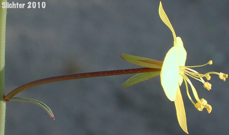 California Primrose, California Suncup: Eulobus californicus (Synonyms: Camissonia californica, Oenothera leptocarpa)