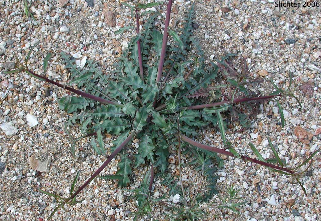 California Primrose, California Suncup: Eulobus californicus (Synonyms: Camissonia californica, Oenothera leptocarpa)