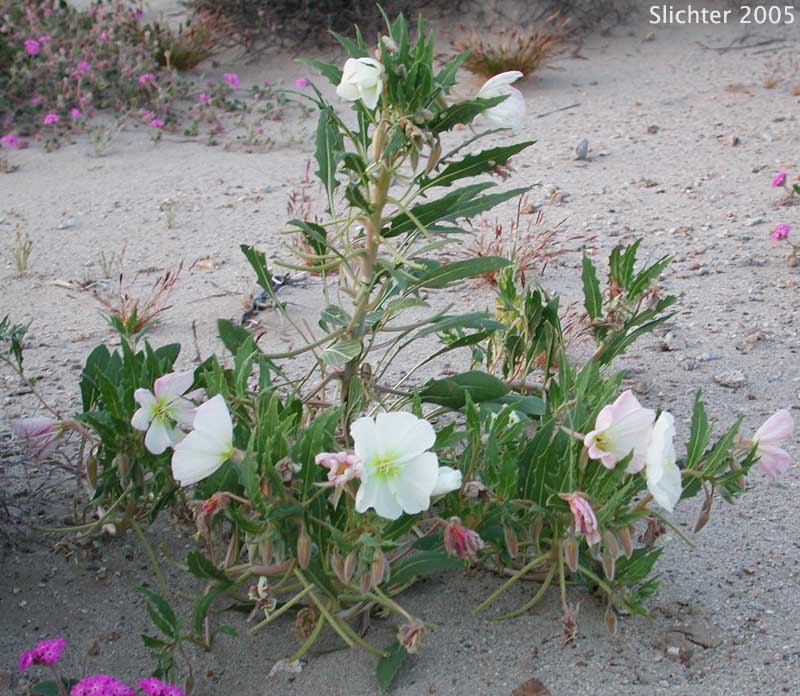 Basket Evening-primrose, Birdcage Evening-primrose, Desert Lantern, Devil's Lantern, Lion-in-a-Cage: Oenothera deltoides ssp. deltoides (Synonyms: Oenothera deltoides var. cineracea, Oenothera deltoides var. typica, Oenothera kleinii)