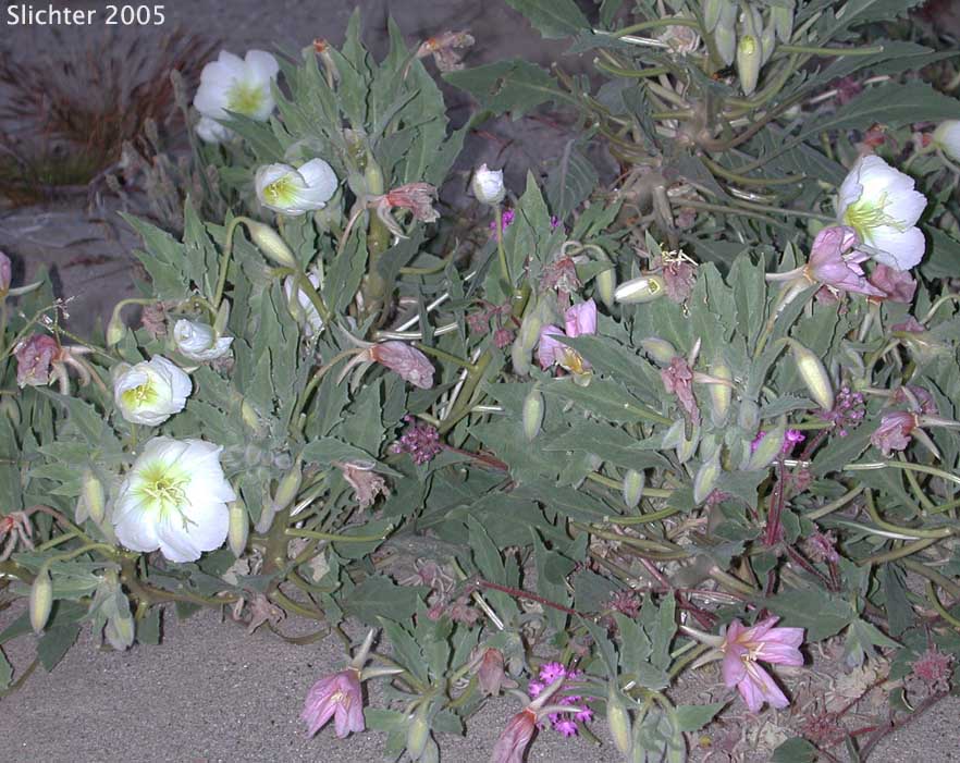 Basket Evening-primrose, Birdcage Evening-primrose, Desert Lantern, Devil's Lantern, Lion-in-a-Cage: Oenothera deltoides ssp. deltoides (Synonyms: Oenothera deltoides var. cineracea, Oenothera deltoides var. typica, Oenothera kleinii)
