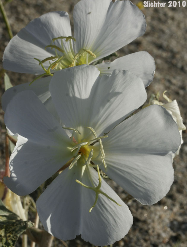 Basket Evening-primrose, Birdcage Evening-primrose, Desert Lantern, Devil's Lantern, Lion-in-a-Cage: Oenothera deltoides ssp. deltoides (Synonyms: Oenothera deltoides var. cineracea, Oenothera deltoides var. typica, Oenothera kleinii)