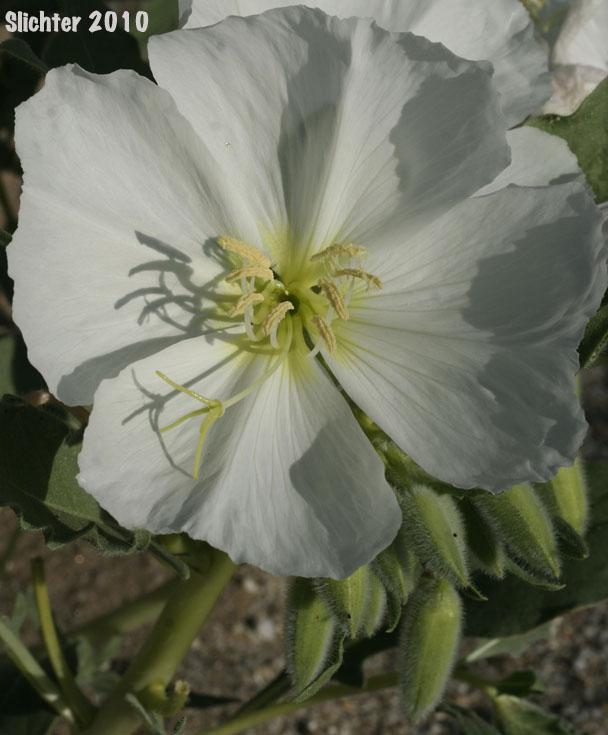 Basket Evening-primrose, Birdcage Evening-primrose, Desert Lantern, Devil's Lantern, Lion-in-a-Cage: Oenothera deltoides ssp. deltoides (Synonyms: Oenothera deltoides var. cineracea, Oenothera deltoides var. typica, Oenothera kleinii)