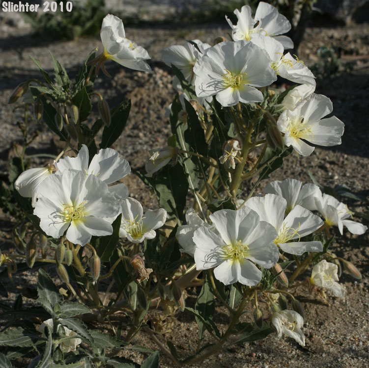 Basket Evening-primrose, Birdcage Evening-primrose, Desert Lantern, Devil's Lantern, Lion-in-a-Cage: Oenothera deltoides ssp. deltoides (Synonyms: Oenothera deltoides var. cineracea, Oenothera deltoides var. typica, Oenothera kleinii)