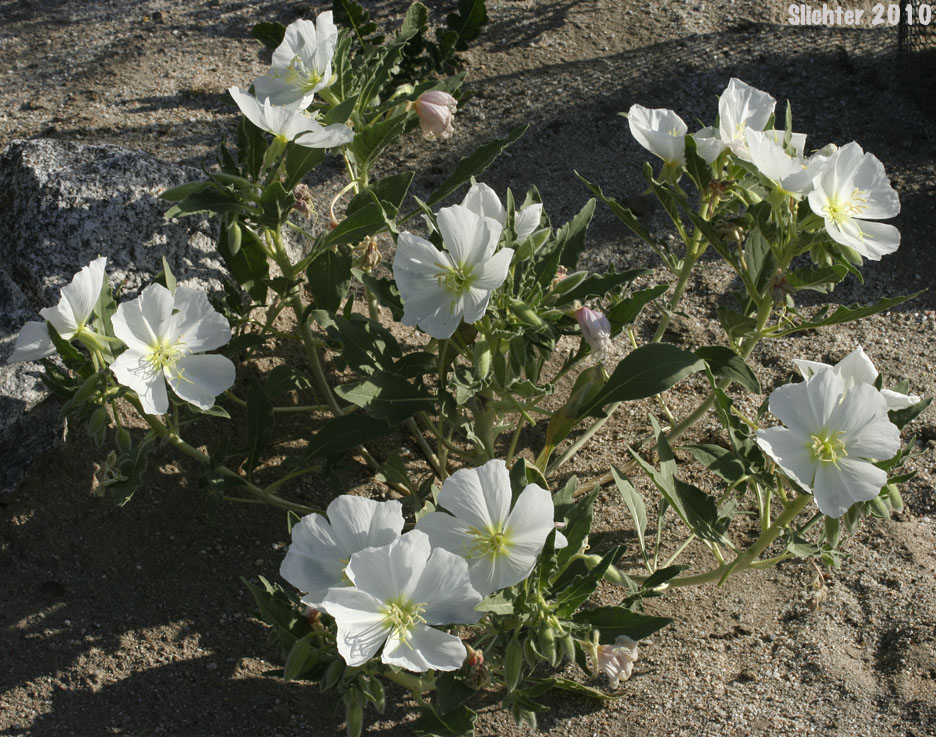 Basket Evening-primrose, Birdcage Evening-primrose, Desert Lantern, Devil's Lantern, Lion-in-a-Cage: Oenothera deltoides ssp. deltoides (Synonyms: Oenothera deltoides var. cineracea, Oenothera deltoides var. typica, Oenothera kleinii)