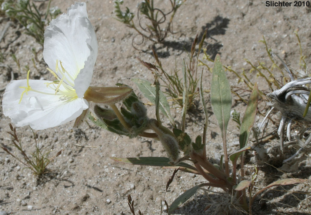 Basket Evening-primrose, Birdcage Evening-primrose, Desert Lantern, Devil's Lantern, Lion-in-a-Cage: Oenothera deltoides ssp. deltoides (Synonyms: Oenothera deltoides var. cineracea, Oenothera deltoides var. typica, Oenothera kleinii)