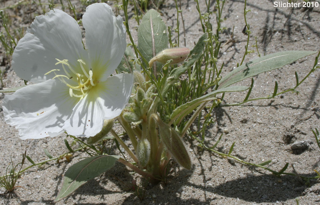 Basket Evening-primrose, Birdcage Evening-primrose, Desert Lantern, Devil's Lantern, Lion-in-a-Cage: Oenothera deltoides ssp. deltoides (Synonyms: Oenothera deltoides var. cineracea, Oenothera deltoides var. typica, Oenothera kleinii)
