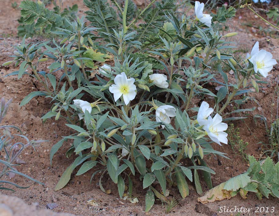 Basket Evening-primrose, Birdcage Evening-primrose, Desert Lantern, Devil's Lantern, Lion-in-a-Cage: Oenothera deltoides ssp. deltoides (Synonyms: Oenothera deltoides var. cineracea, Oenothera deltoides var. typica, Oenothera kleinii)