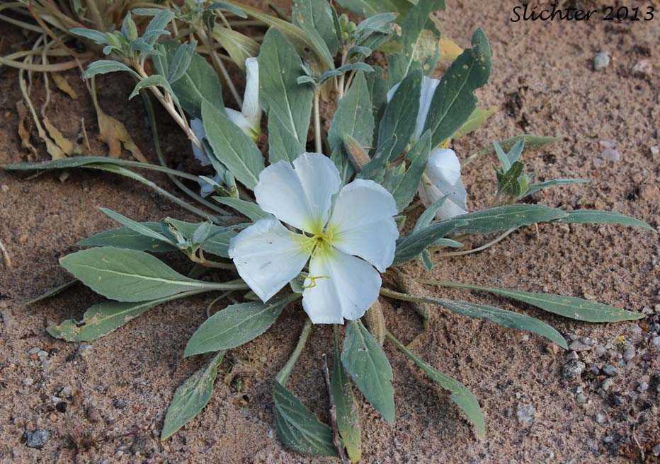 Basket Evening-primrose, Birdcage Evening-primrose, Desert Lantern, Devil's Lantern, Lion-in-a-Cage: Oenothera deltoides ssp. deltoides (Synonyms: Oenothera deltoides var. cineracea, Oenothera deltoides var. typica, Oenothera kleinii)