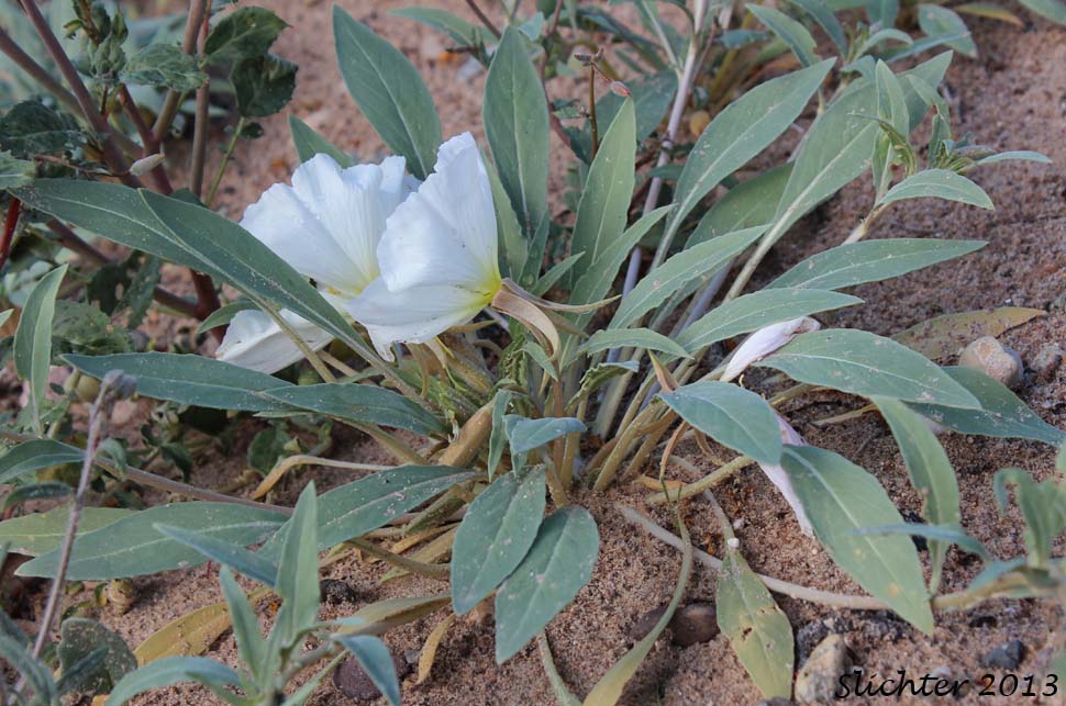 Basket Evening-primrose, Birdcage Evening-primrose, Desert Lantern, Devil's Lantern, Lion-in-a-Cage: Oenothera deltoides ssp. deltoides (Synonyms: Oenothera deltoides var. cineracea, Oenothera deltoides var. typica, Oenothera kleinii)