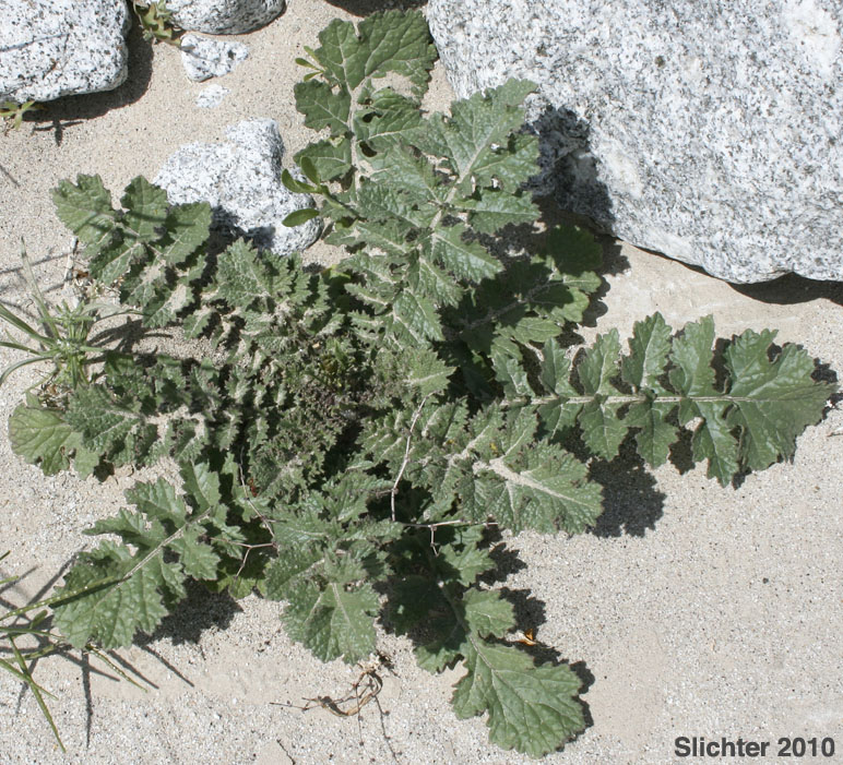 Sahara Mustard, Saharan Mustard: Brassica tournefortii (Synonym: Brassica tournefortii var. sisymbrioides)