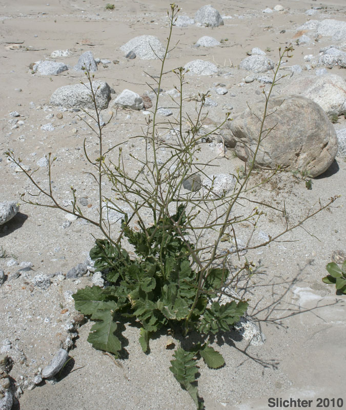 Sahara Mustard, Saharan Mustard: Brassica tournefortii (Synonym: Brassica tournefortii var. sisymbrioides)